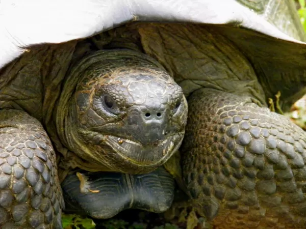 Giant tortoise on Isabela 