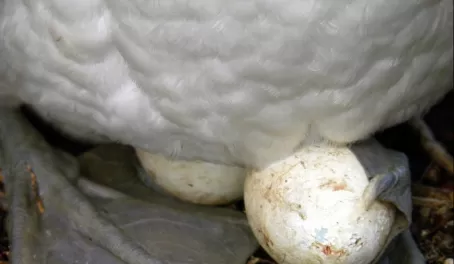 Boobie nesting with eggs