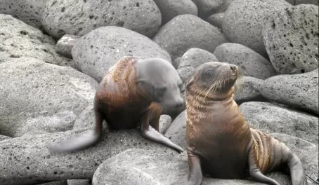 Baby sea lions 