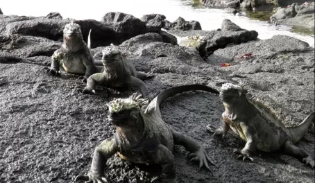 March of the marine iguanas