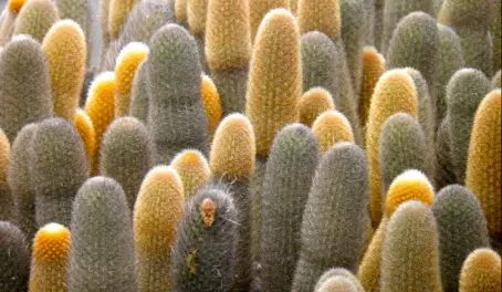 Lava cactus on Fernandina Island