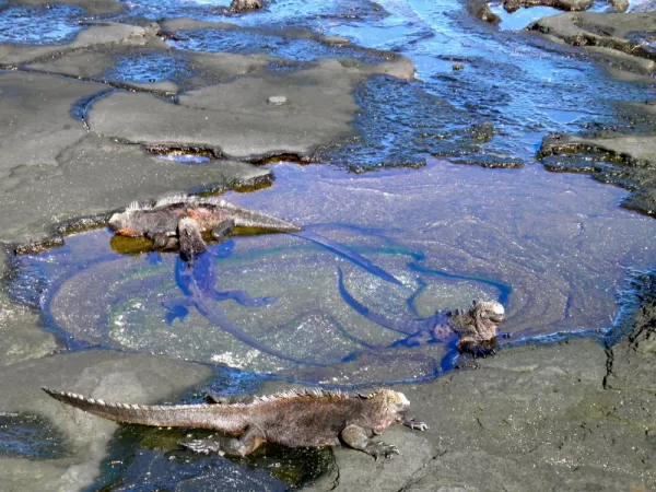 Marine Iguanas in tidal pool