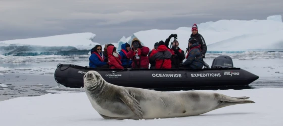 Crabeater seal posing for the camera in Antarctica