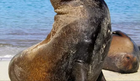 A very proud sea lion ! 