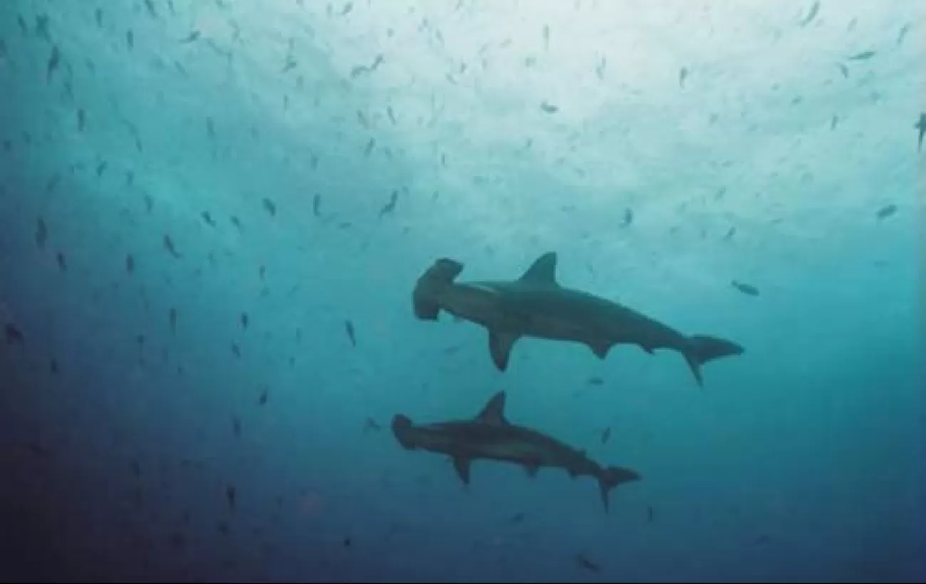 Hammerhead sharks swimming together in the waters of the Galapagos