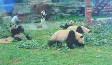 China zoo