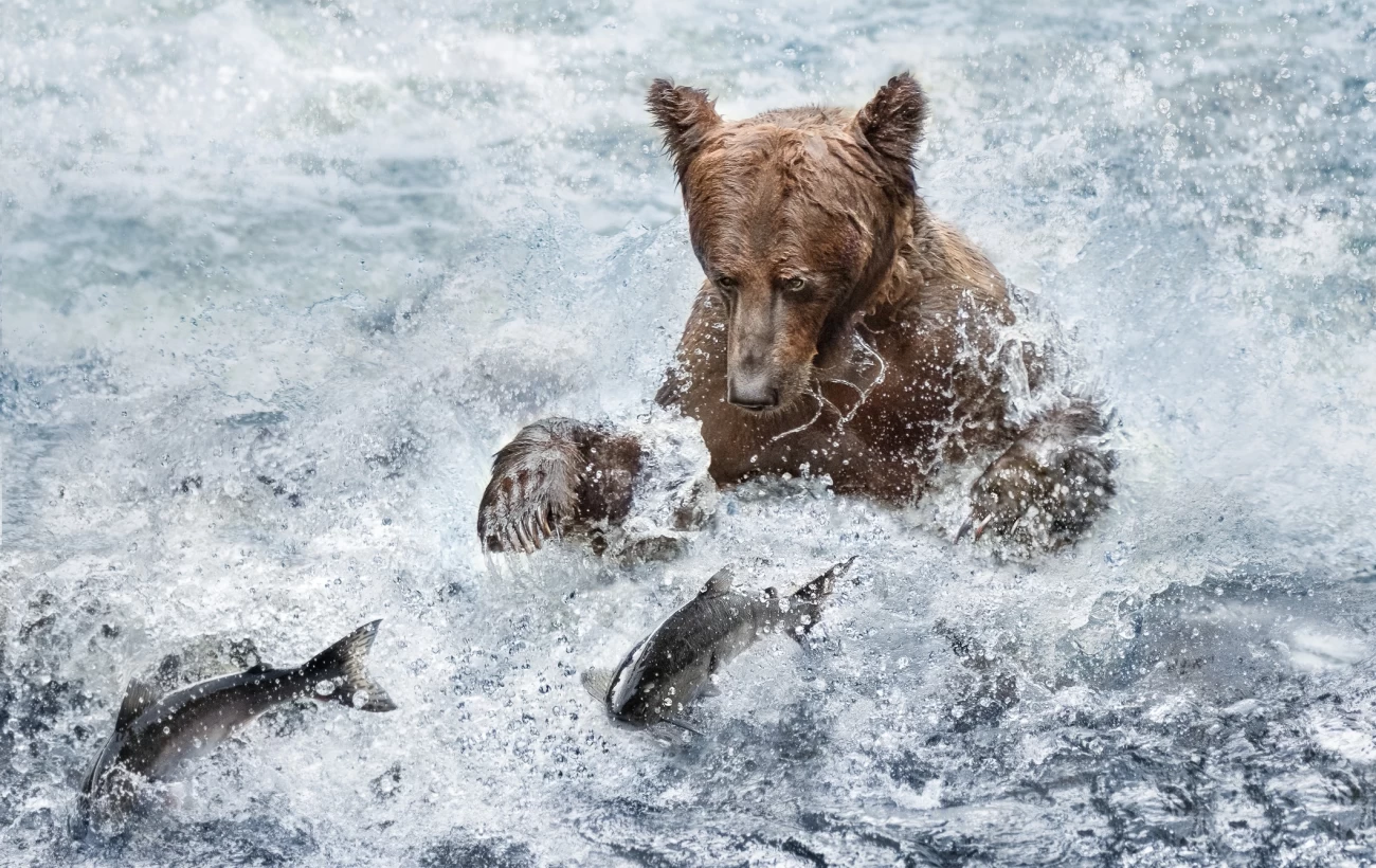 A bear fishes in an icy river and the fish jump through the air.