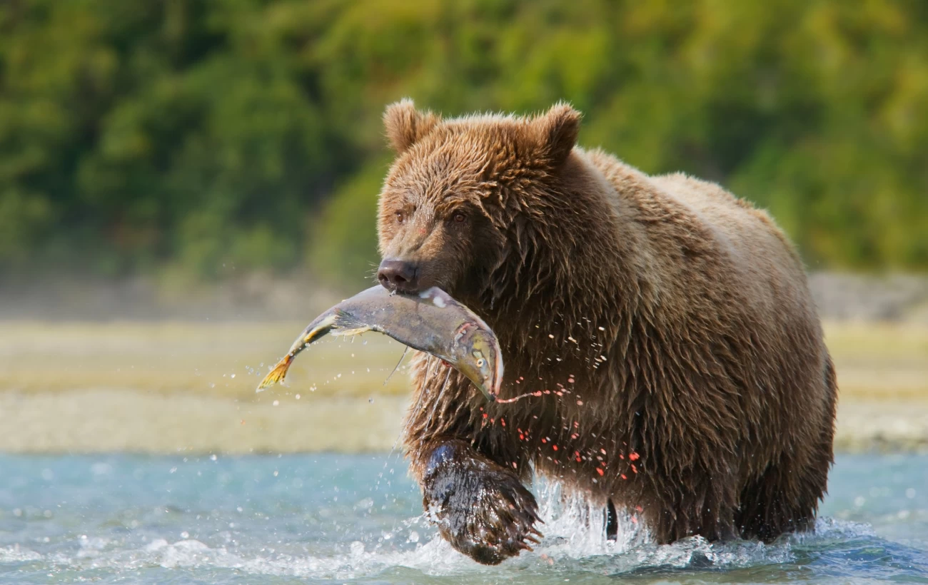 Brown Bear with Pink Salmon