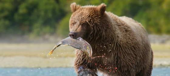 Brown Bear with Pink Salmon
