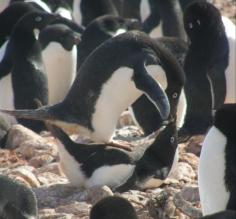 Adelie penguins in love. Or perhaps just lust.