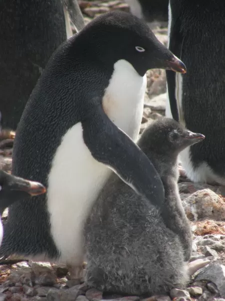 Adelie penguin with juvenile