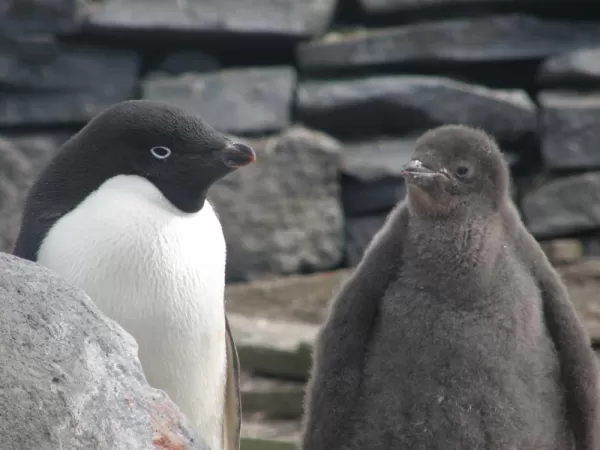 Adelie penguin and juvenile