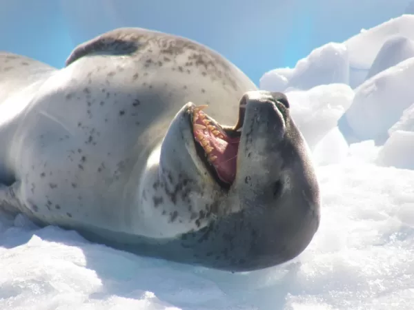 Leopard seal, showin' some teeth!