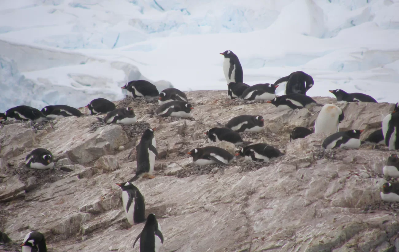 Gentoos of Cuverville Island