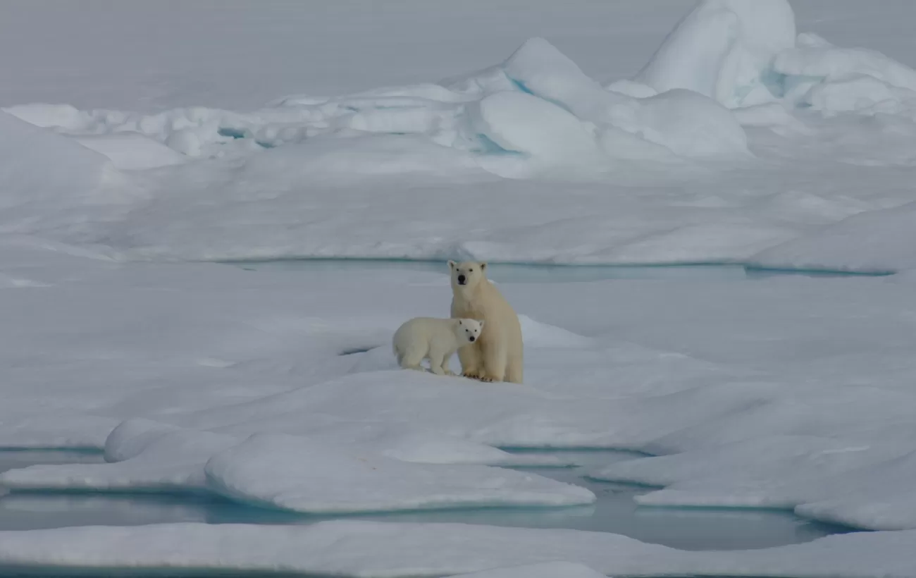 Polar Bears with cub