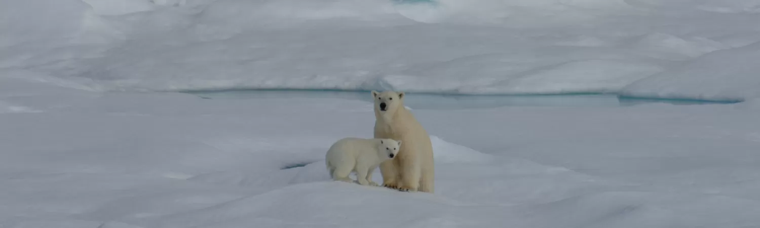 Polar Bears with cub