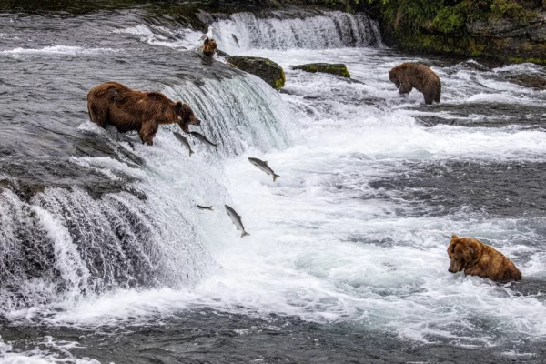 Grizzly bears fishing in a river, highlighting the rich wildlife of Bella Coola.