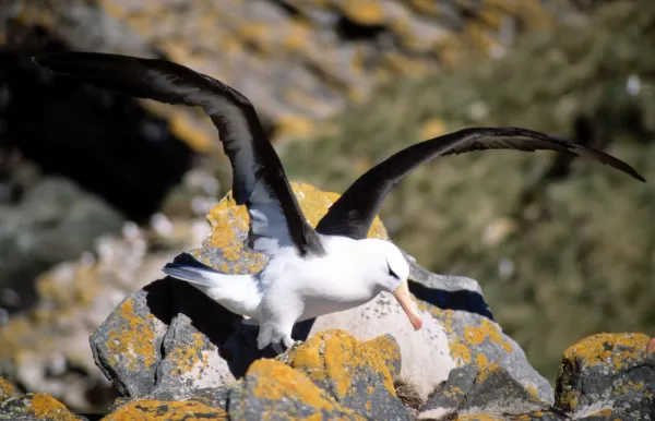 Watch an albatross take flight on your Falkland Islands trip