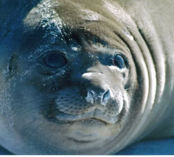 Meet elephant seals face to face on your Falkland Islands tour