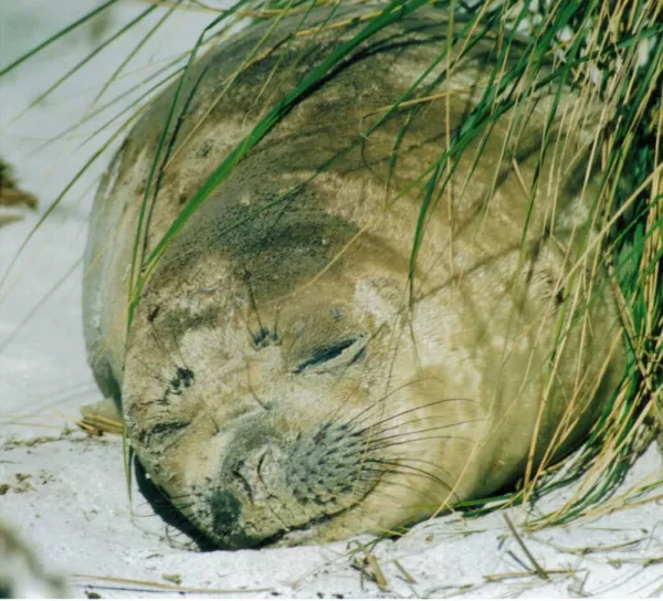 Watch an elephant seal snooze on a sunny beach on your Falkland Islands tour