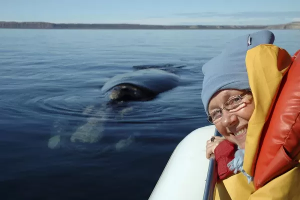 Experience whales up close during a whale watching boat tour around Chiloe Island