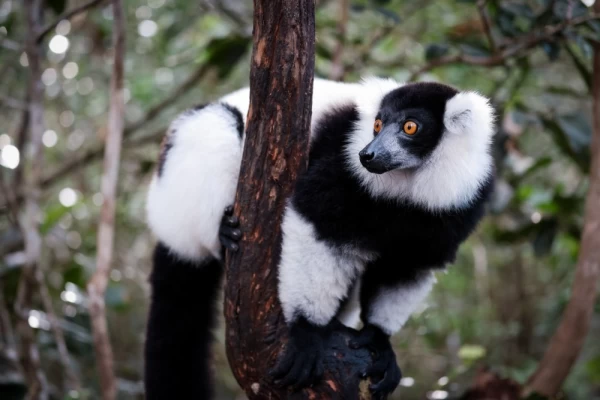 Indri lemur climbing a tree in Madagascar's lush forests during daylight