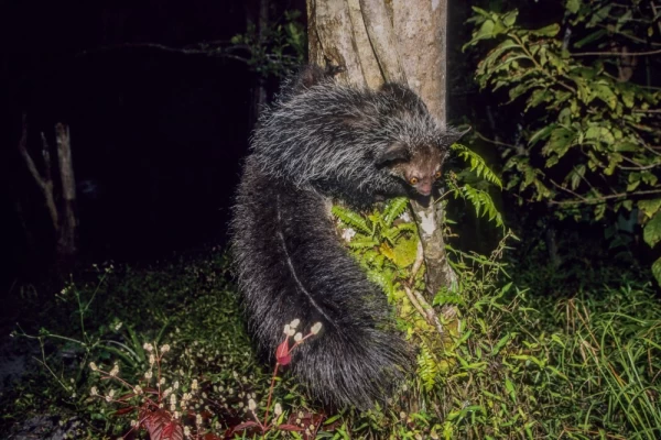 The rare nocturnal lemur of Madagascar