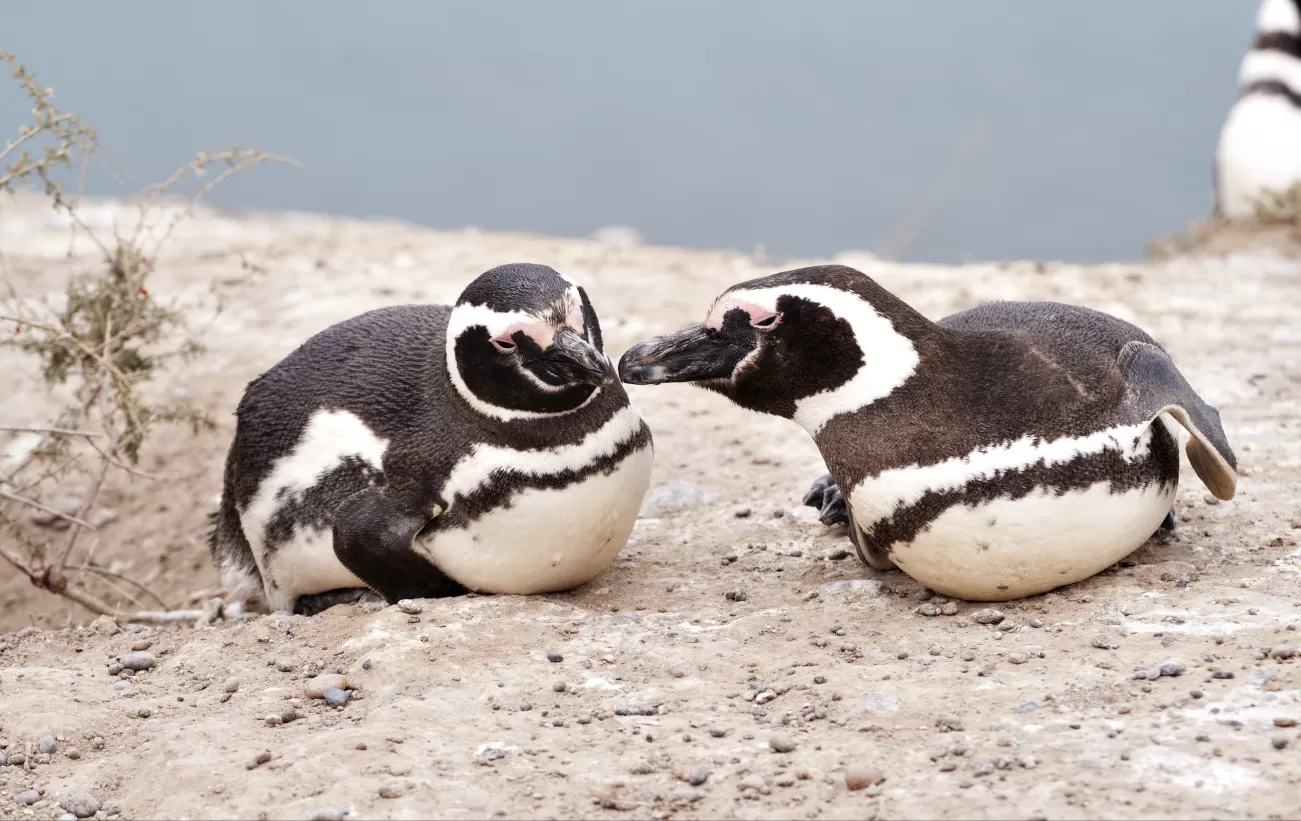 Magellanic penguins