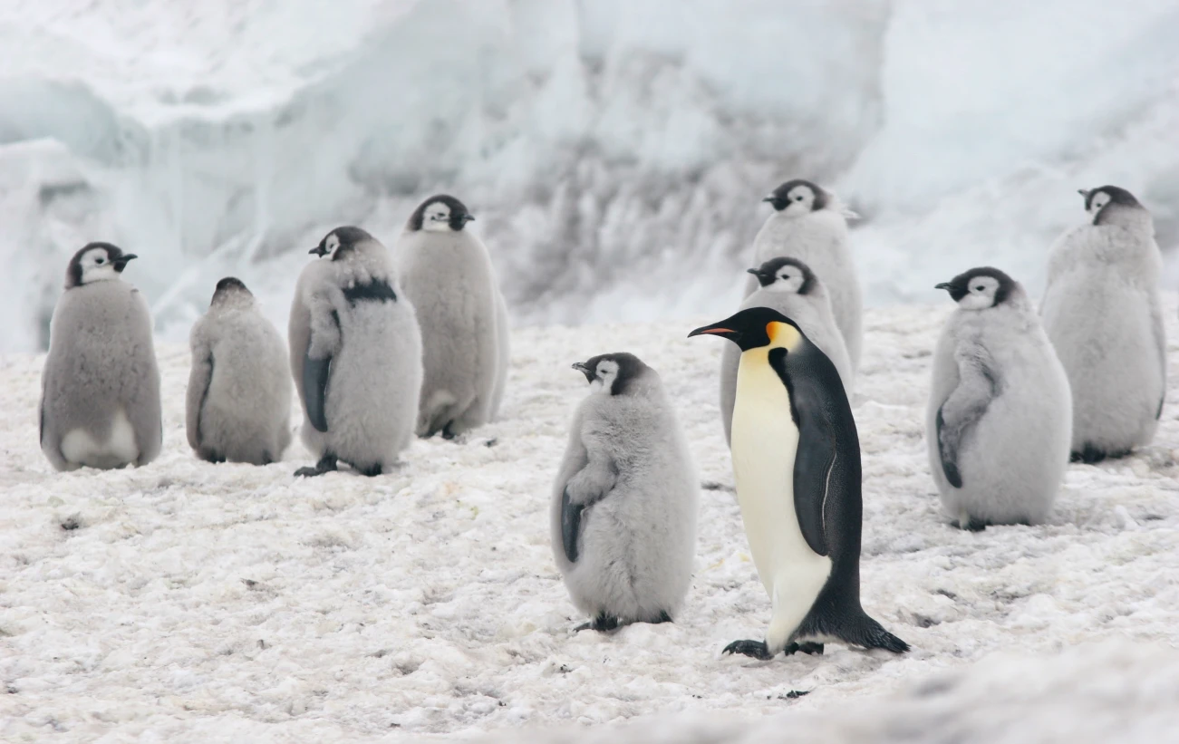 An Emperor Penguin stands with its chicks in a colony located near Cape Crozier on Ross Island, Antarctica.