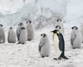 An Emperor Penguin stands with its chicks in a colony located near Cape Crozier on Ross Island, Antarctica.