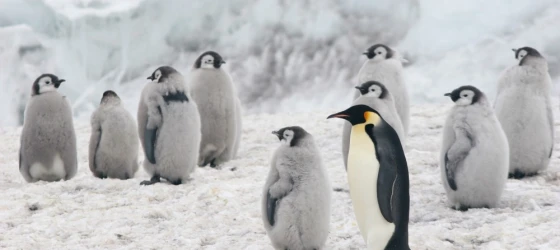 An Emperor Penguin stands with its chicks in a colony located near Cape Crozier on Ross Island, Antarctica.