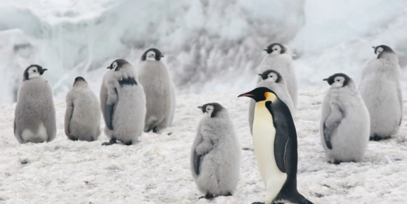 An Emperor Penguin stands with its chicks in a colony located near Cape Crozier on Ross Island, Antarctica.