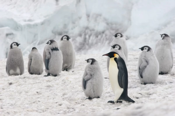 An Emperor Penguin stands with its chicks in a colony located near Cape Crozier on Ross Island, Antarctica.