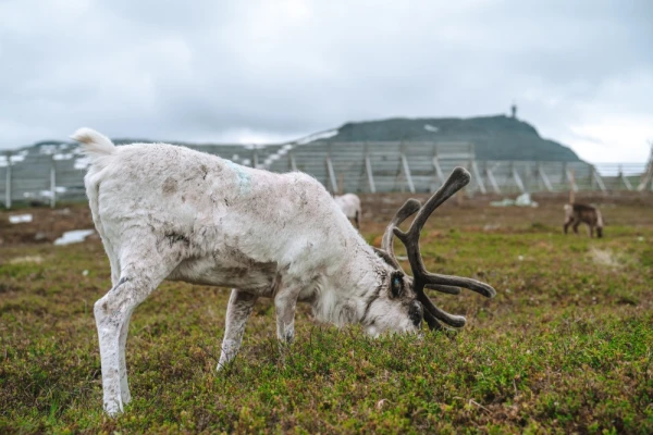 A herd of Arctic reindeer peacefully grazing in the plains of Tromso, Norway.
