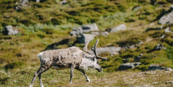 Arctic reindeer straddling along a hill in Alkhornet, Svalbard.
