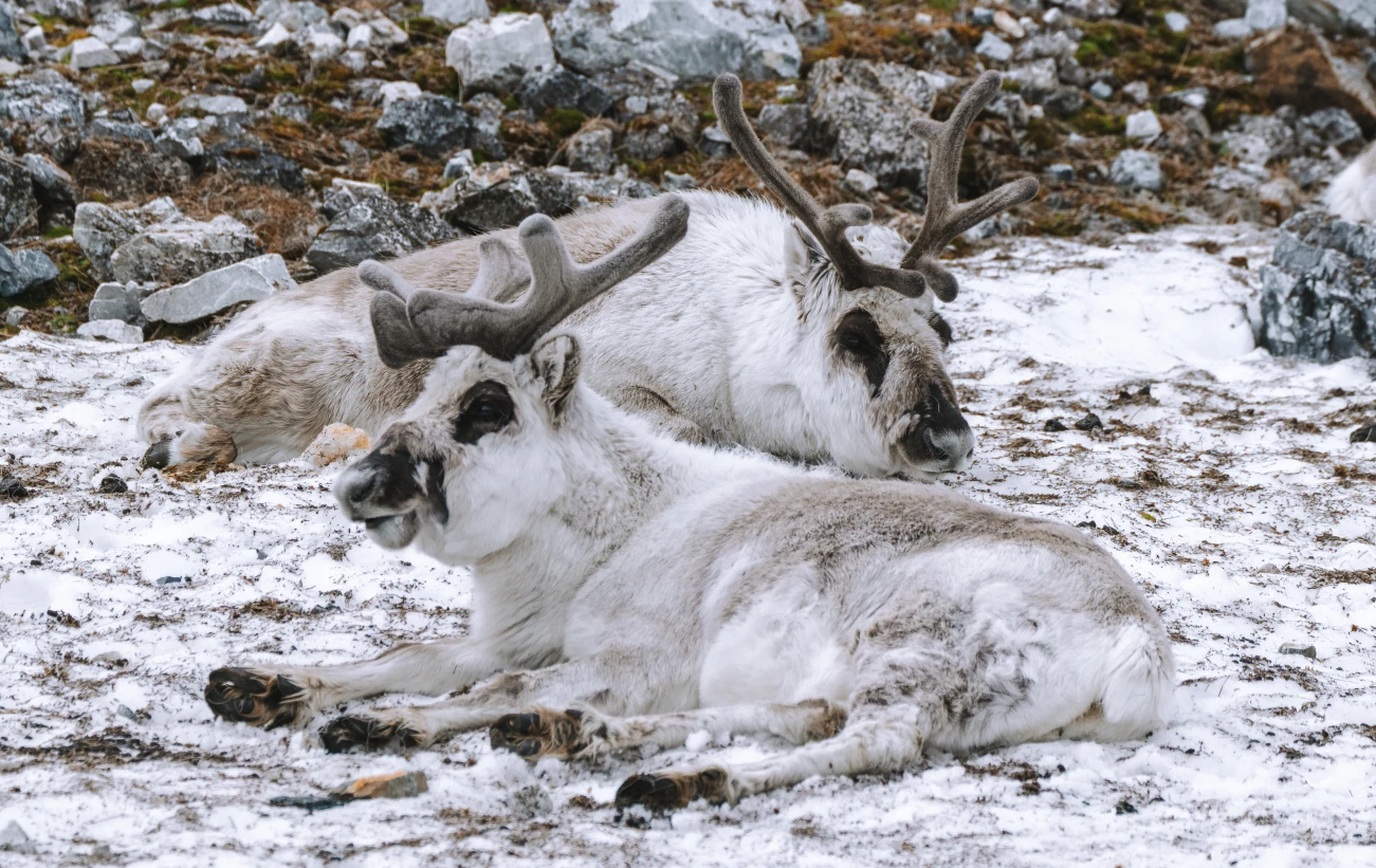 A pair of young Arctic reindeer resting in Alkhornet, Svalbard.