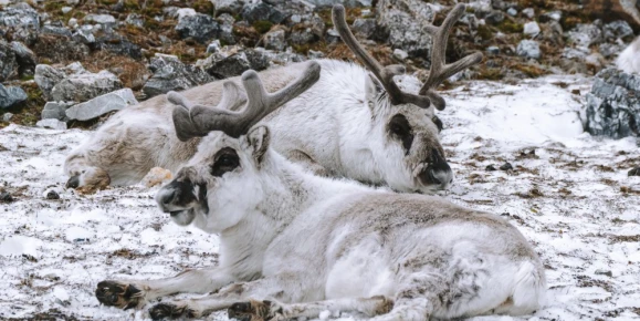 A pair of young Arctic reindeer resting in Alkhornet, Svalbard.