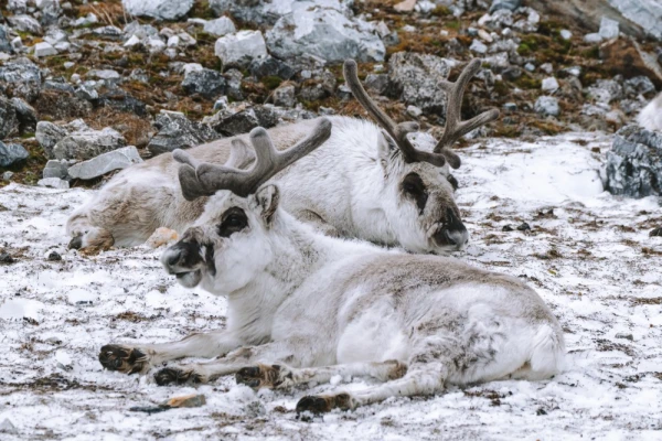 A pair of young Arctic reindeer resting in Alkhornet, Svalbard.