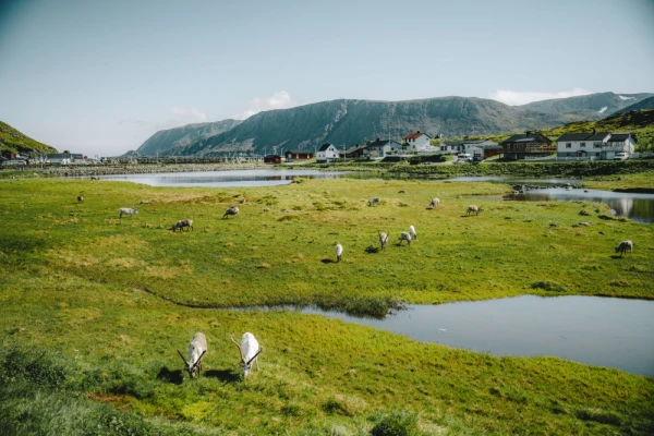 A herd of Arctic reindeer grazing close to the colorful houses of the town of Skarsvag, Norway