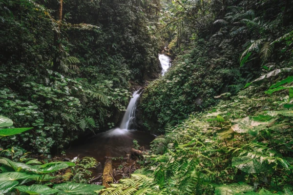 Waterfall at Monteverde Cloud Forest Biological Preserve, Costa Rica