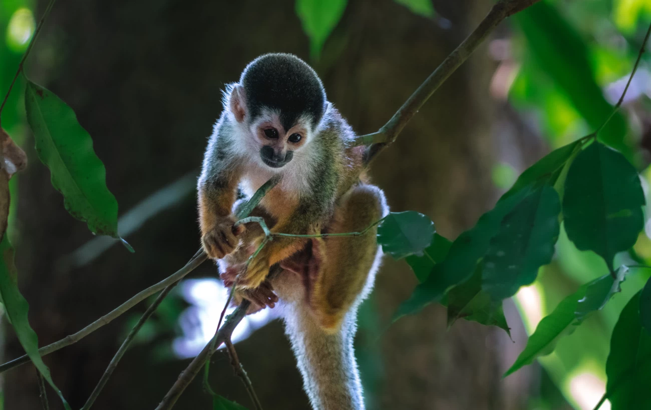 Squirrel Monkey at Corcovado National Park, Costa Rica