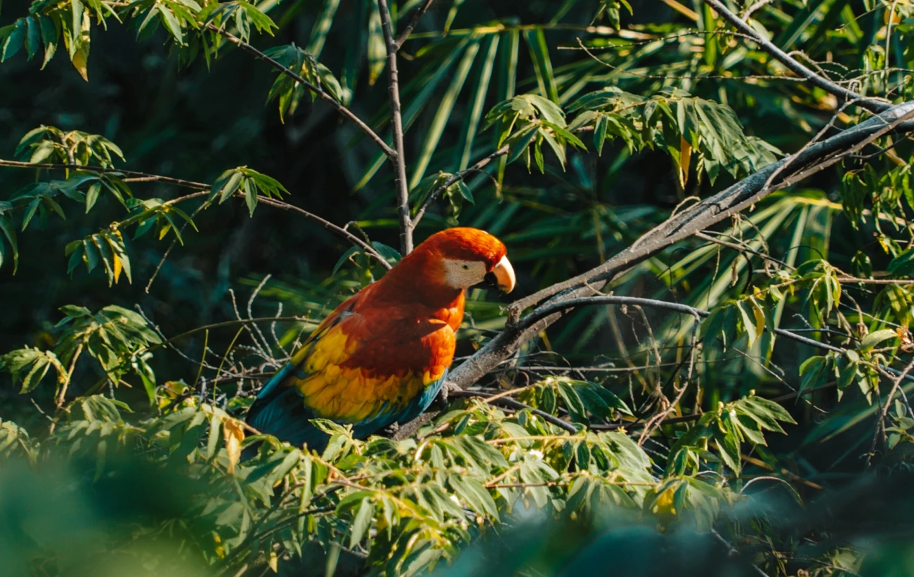 Macaw at Corcovado National Park, Costa Rica