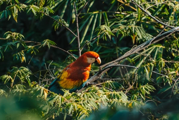 Macaw at Corcovado National Park, Costa Rica