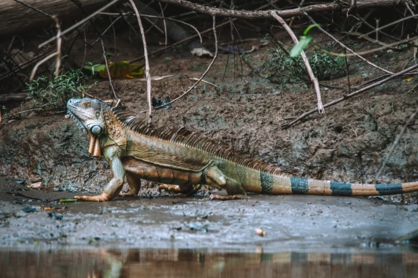Iguana at Corcovado National Park, Costa Rica