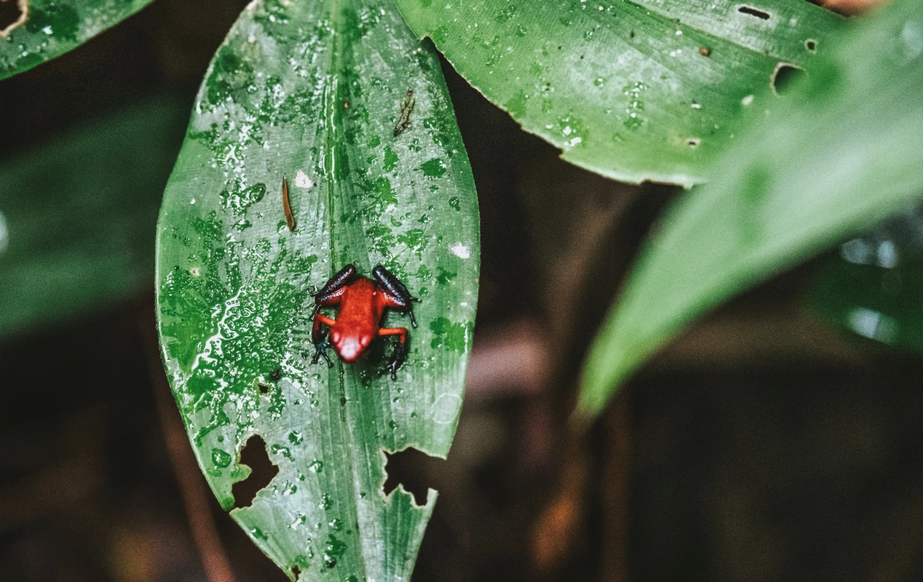 Strawberry poison-dart frog in Tortuguero, Costa Rica