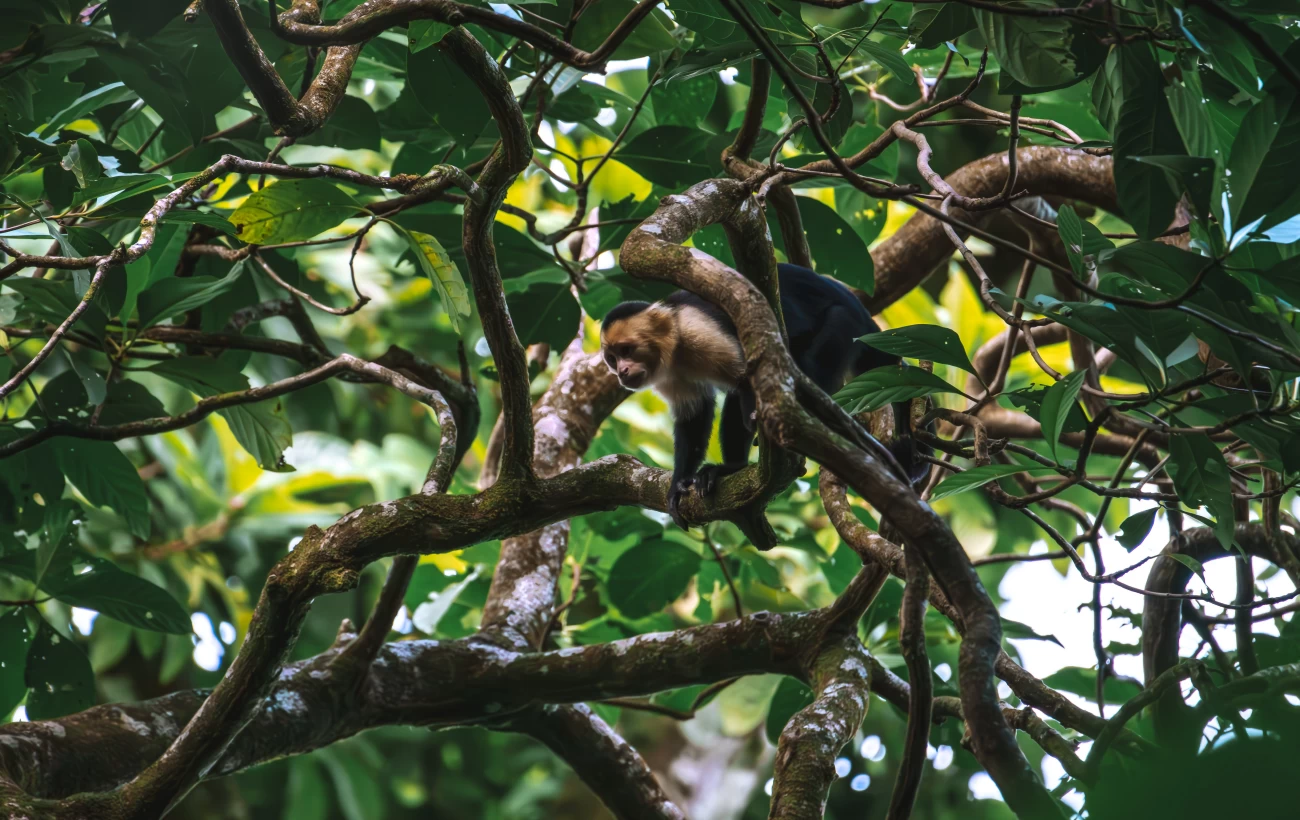 Capuchin monkey in Tortuguero, Costa Rica