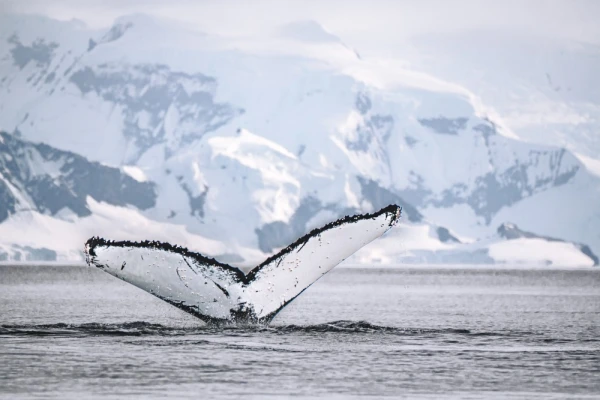 A whale fluking in Antarctica.