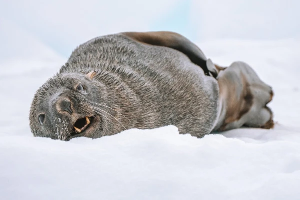 An Antarctic Fur Seal resting on ice in Antarctica.