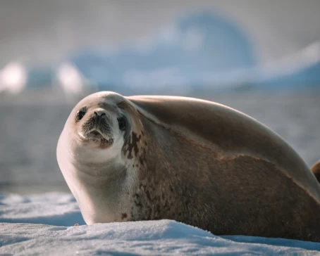 An Antarctic Fur Seal resting on ice in Antarctica.