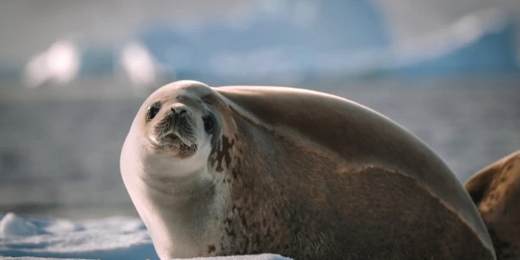 An Antarctic Fur Seal resting on ice in Antarctica.